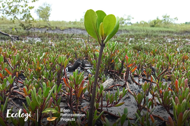 Eden_1200x800_Mozambique_Irregele_Milato_10